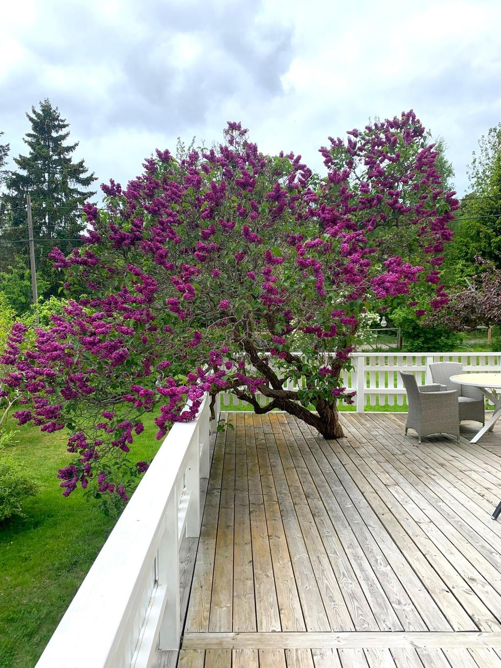 Säljarens sommarbild