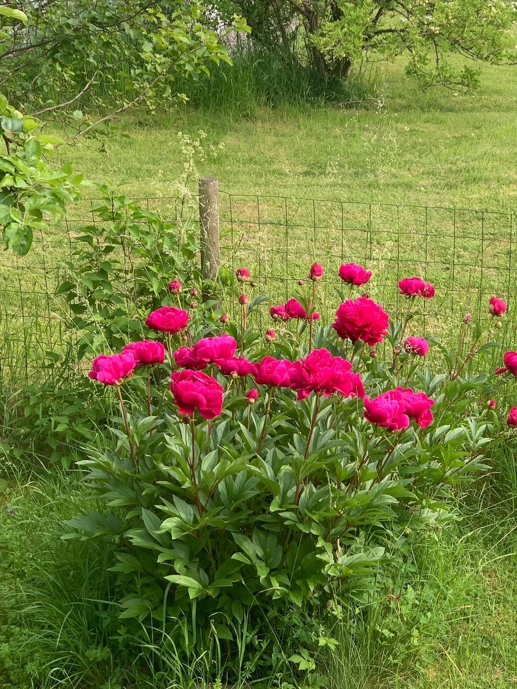 Säljarens sommarbild