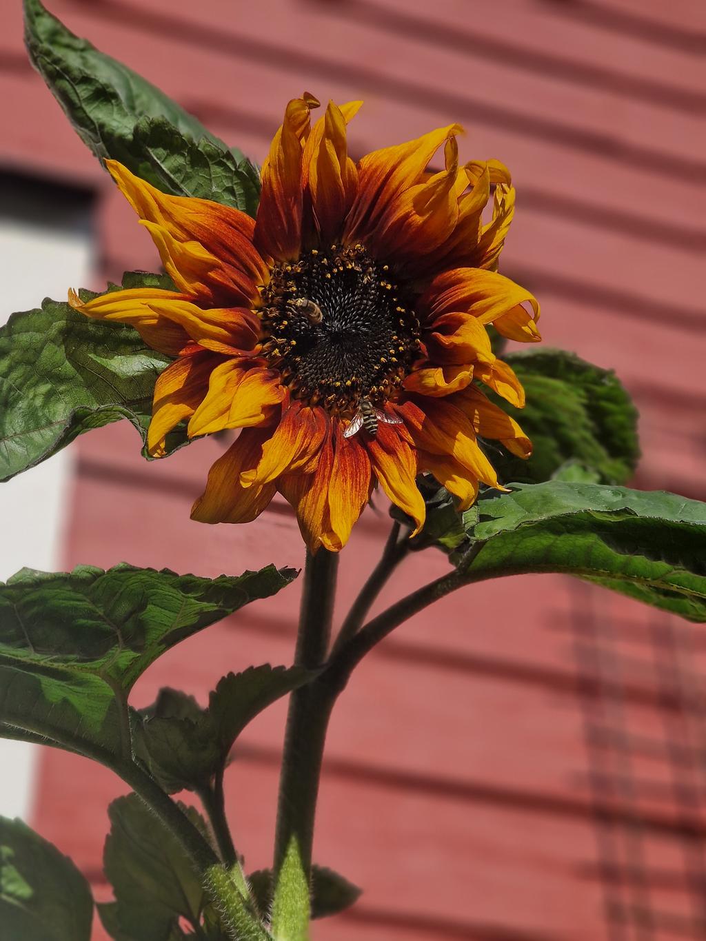 Säljarens egna bild