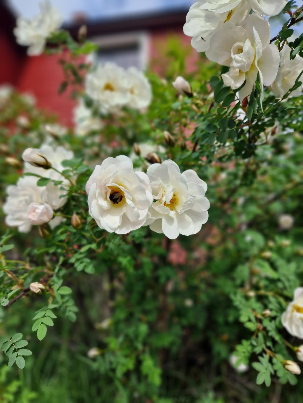 Säljarens egna bild