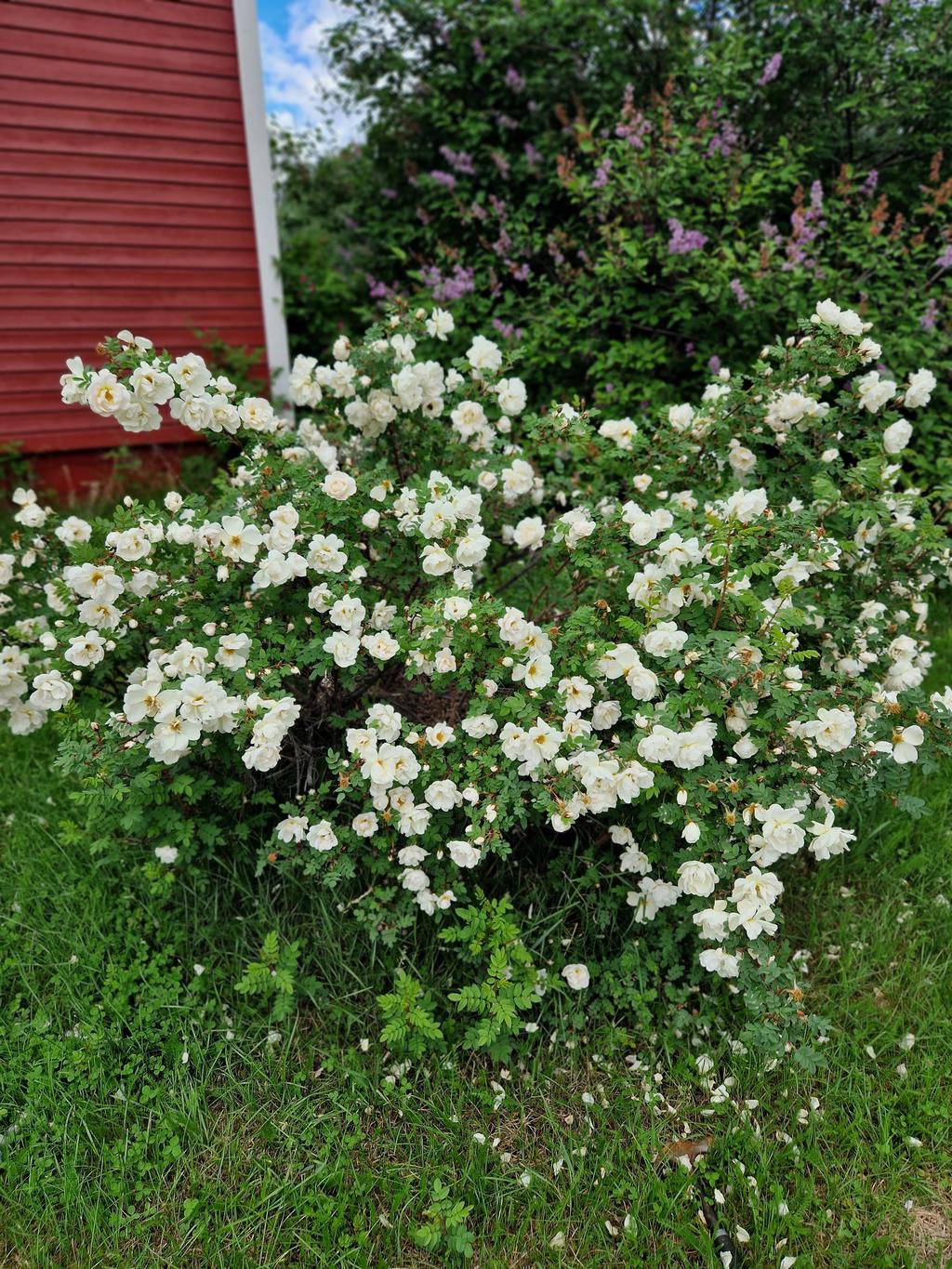 Säljarens egna bild