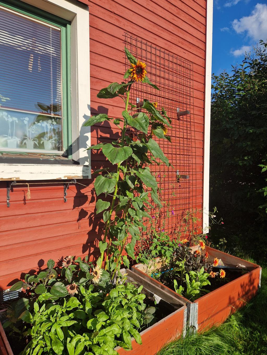 Säljarens egna bild