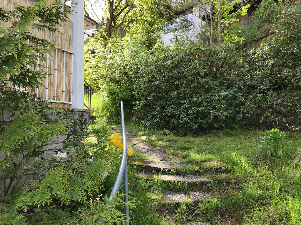 Sommargrönska trädgård