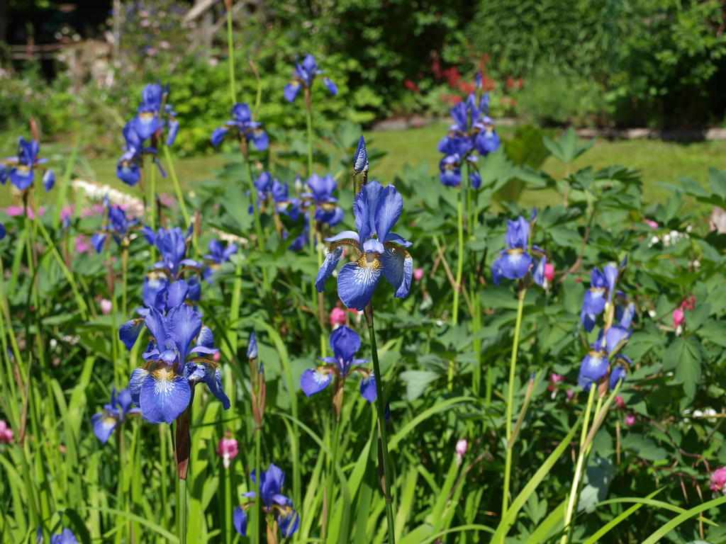 Säljarens privata sommarbilder från bostadens vackra trädgård