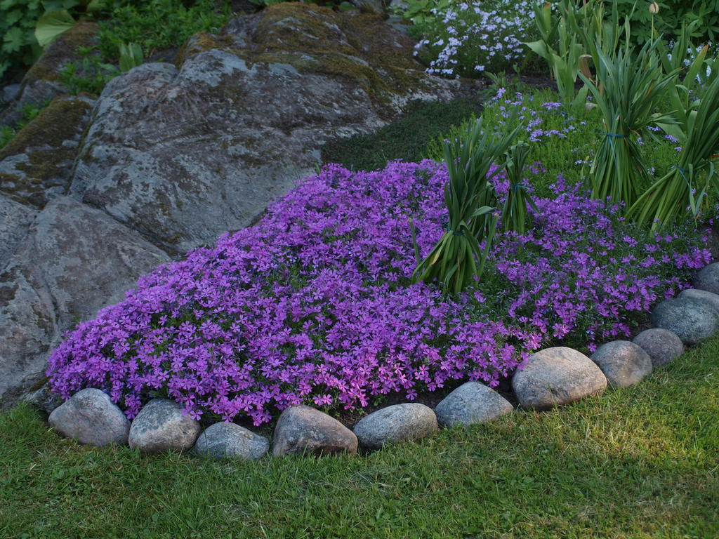 Säljarens privata sommarbilder från bostadens vackra trädgård