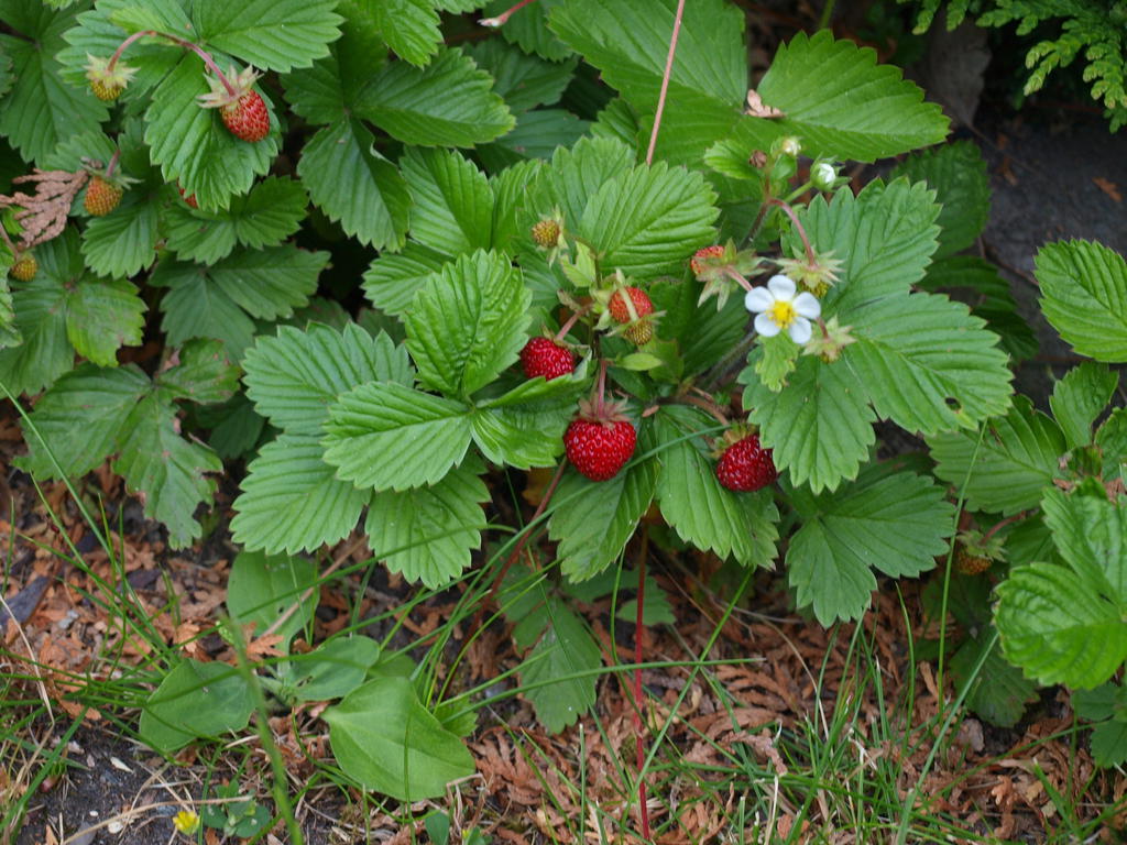 Säljarens privata sommarbilder från bostadens vackra trädgård