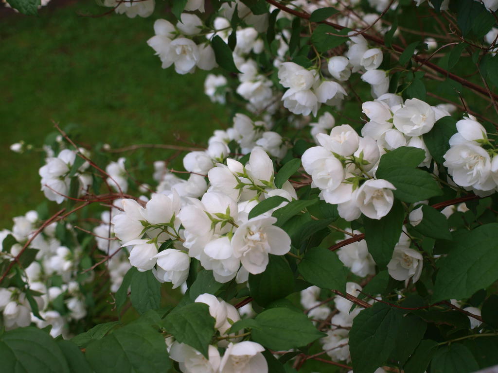 Säljarens privata sommarbilder från bostadens vackra trädgård