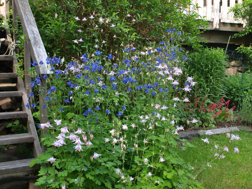 Säljarens privata sommarbilder från bostadens vackra trädgård