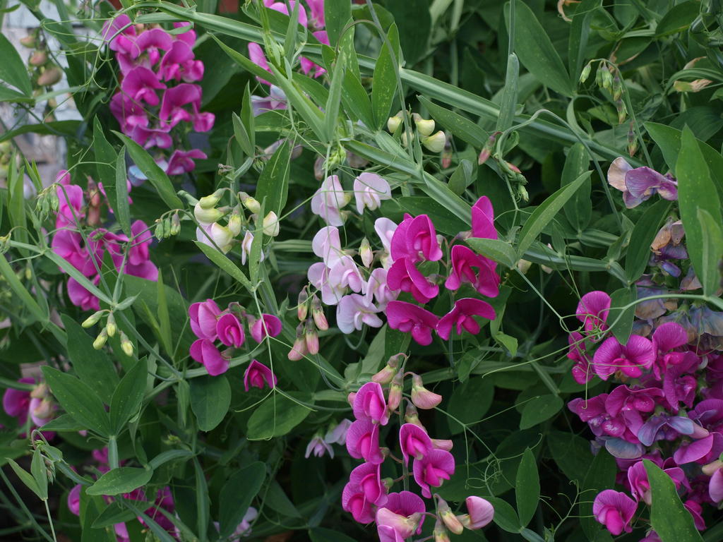 Säljarens privata sommarbilder från bostadens vackra trädgård