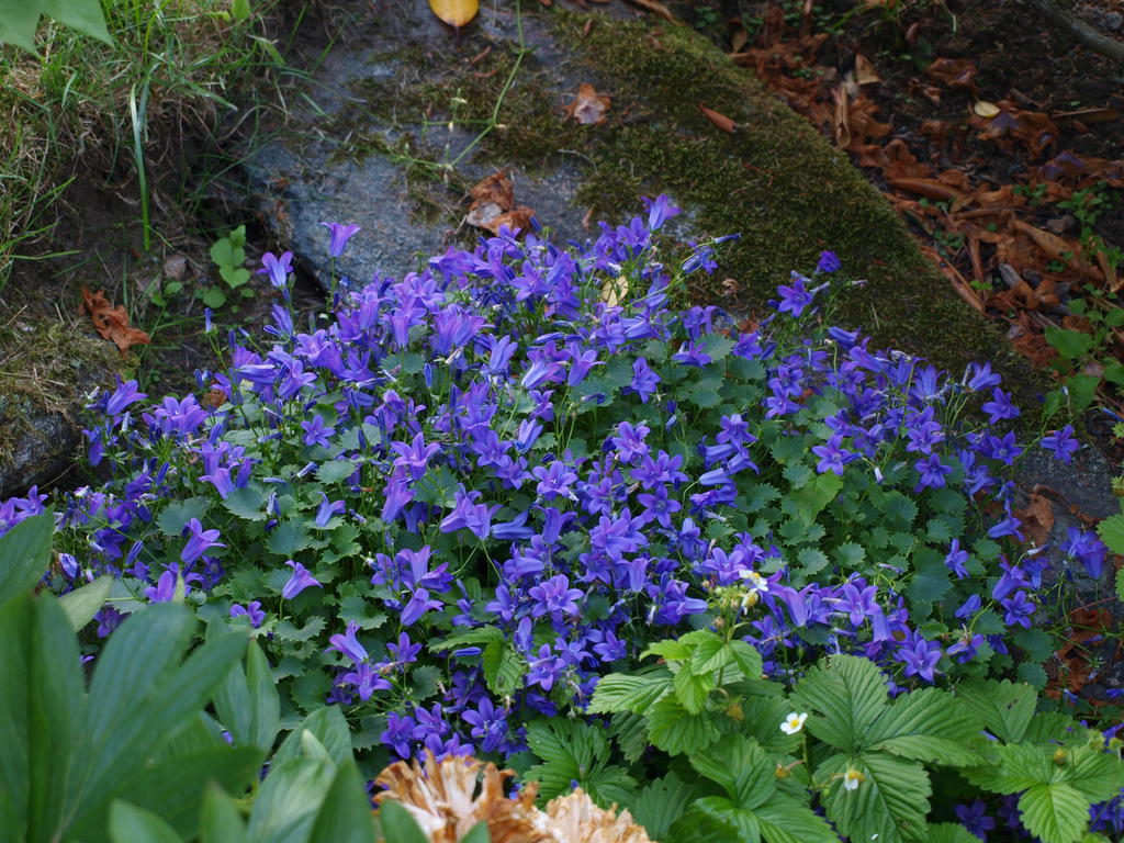 Säljarens privata sommarbilder från bostadens vackra trädgård