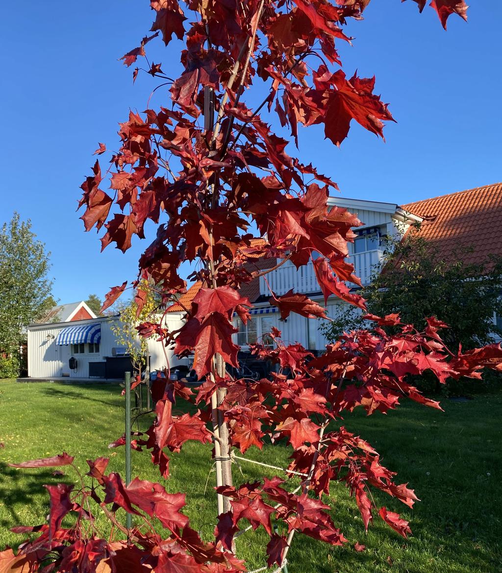 Säljarens privata sommarbild