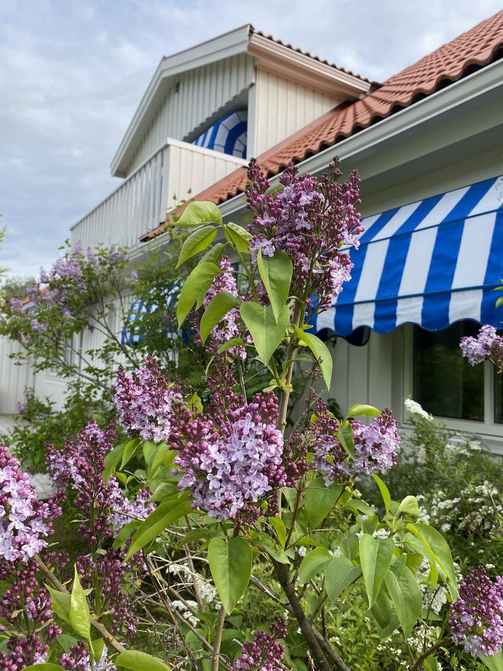 Säljarens privata sommarbild