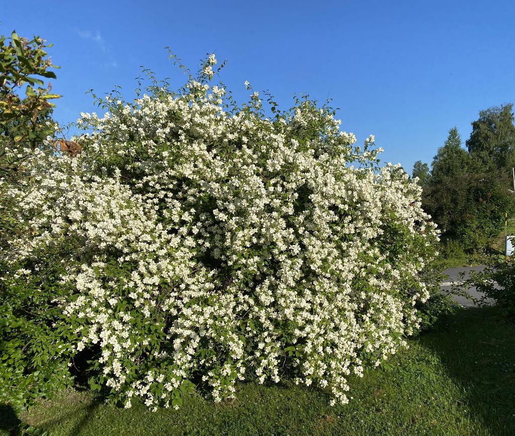 Säljarens privata sommarbild