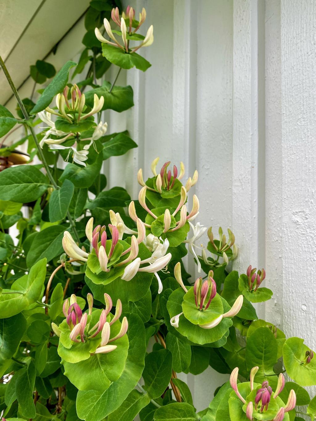 Säljarens privata sommarbild