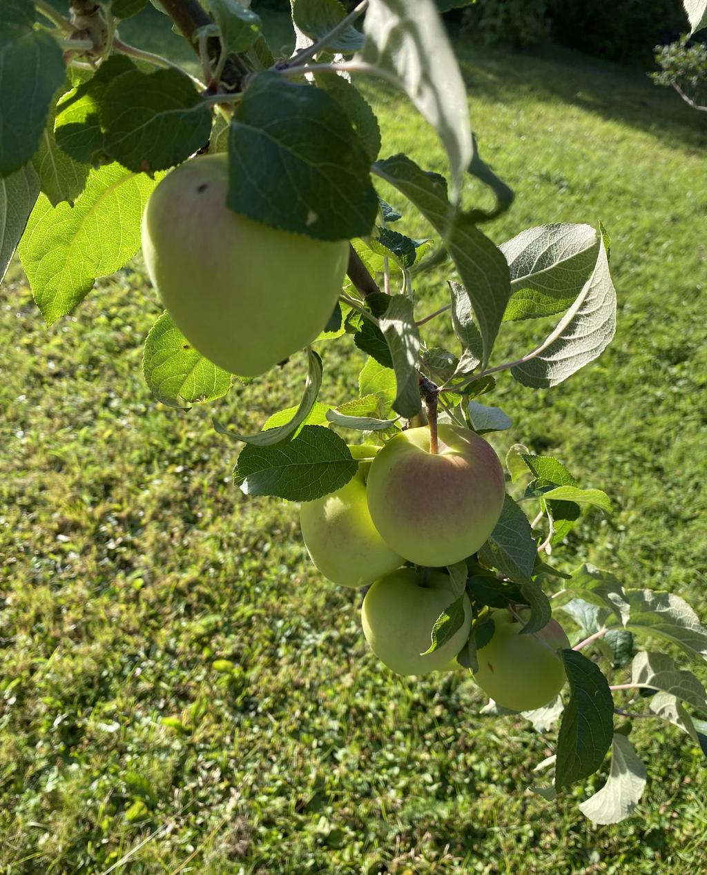 Säljarens privata sommarbild