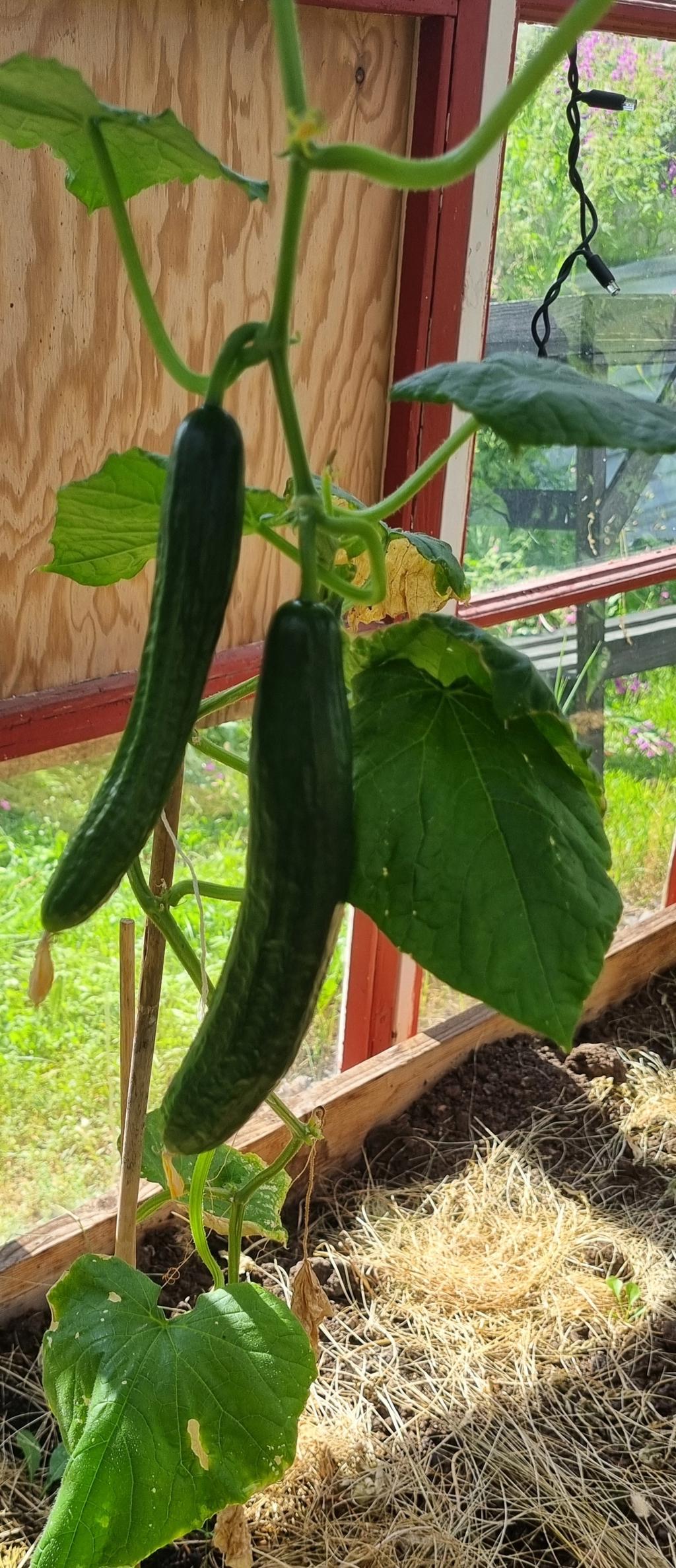 Möjlighet att odla i växthuset 