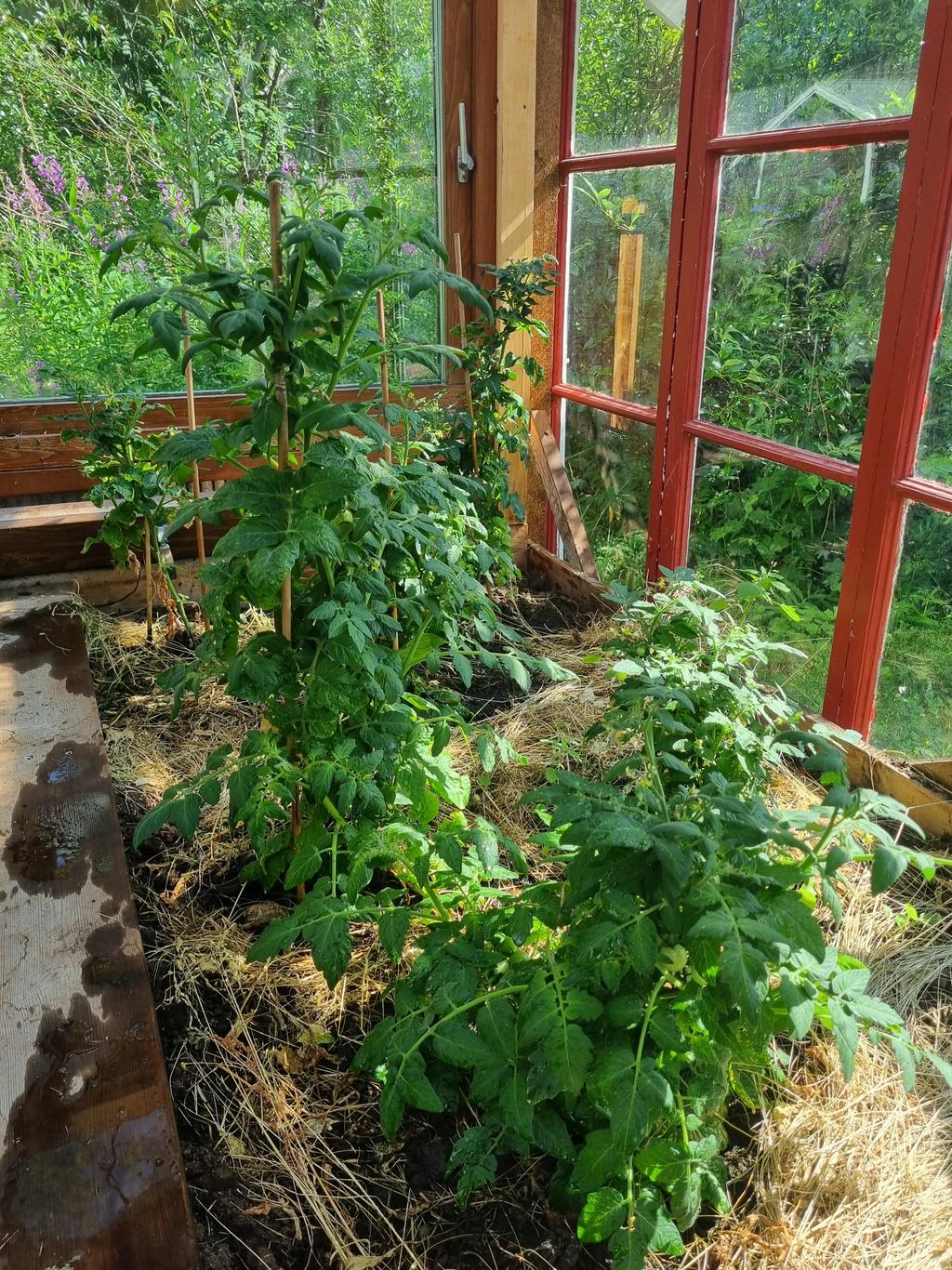 Möjlighet att odla i växthuset 