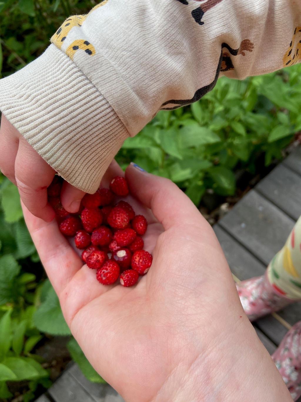 Säljarens egna bilder