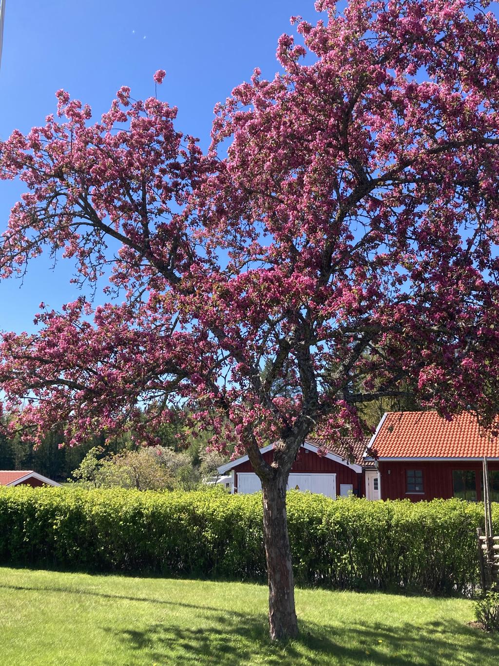 Säljarnas bilder från när trädgården stod i blom
