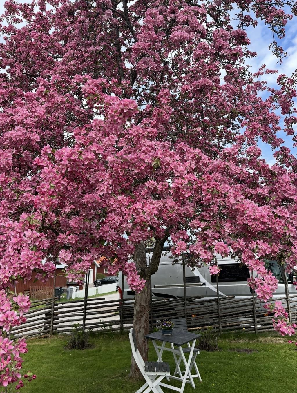 Säljarnas bilder från när trädgården stod i blom