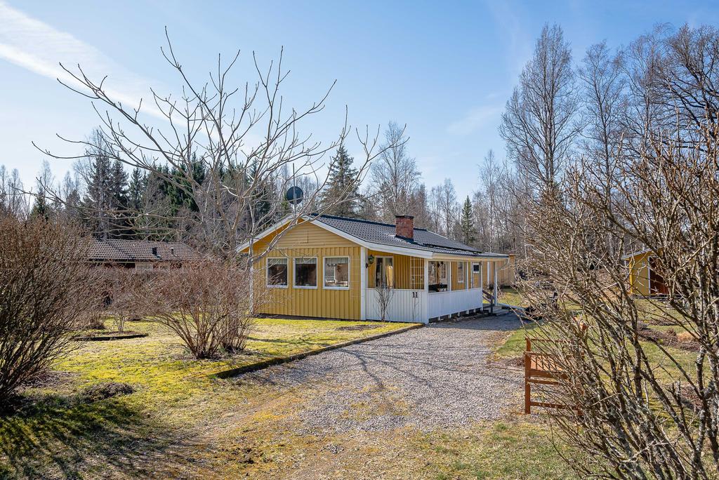 Infarten med det vackra manchuriska valnötsträdet som snart spricker ut i grönska