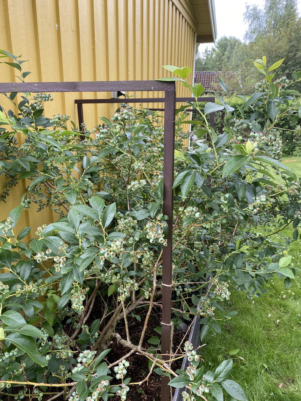 Säljarens sommarbild - blåbär i mängder