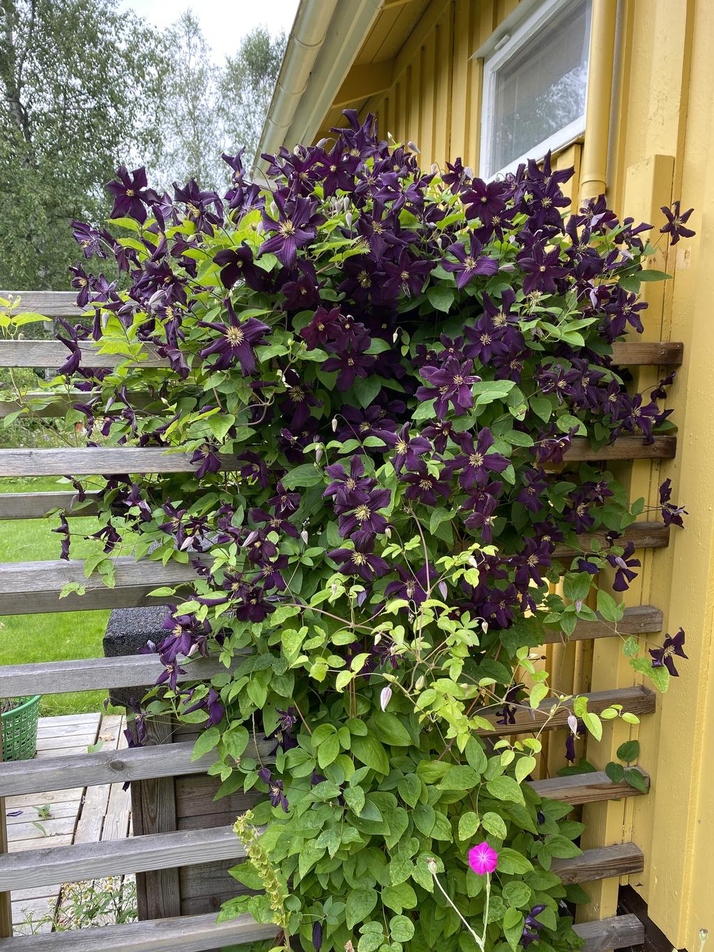 Säljarens sommarbild