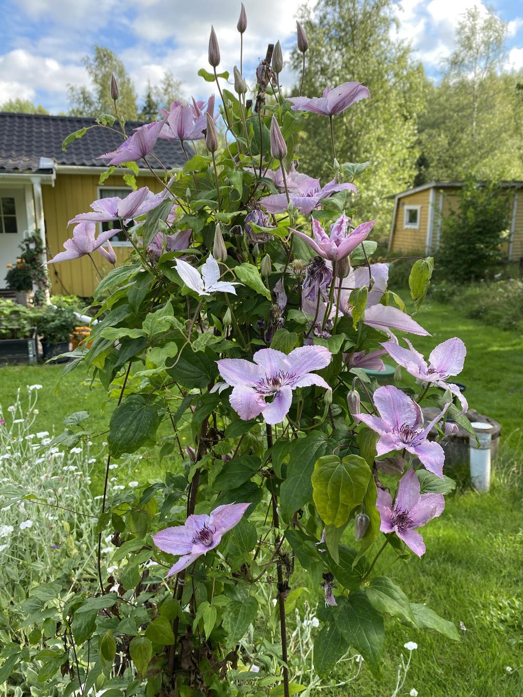 Säljarens sommarbild