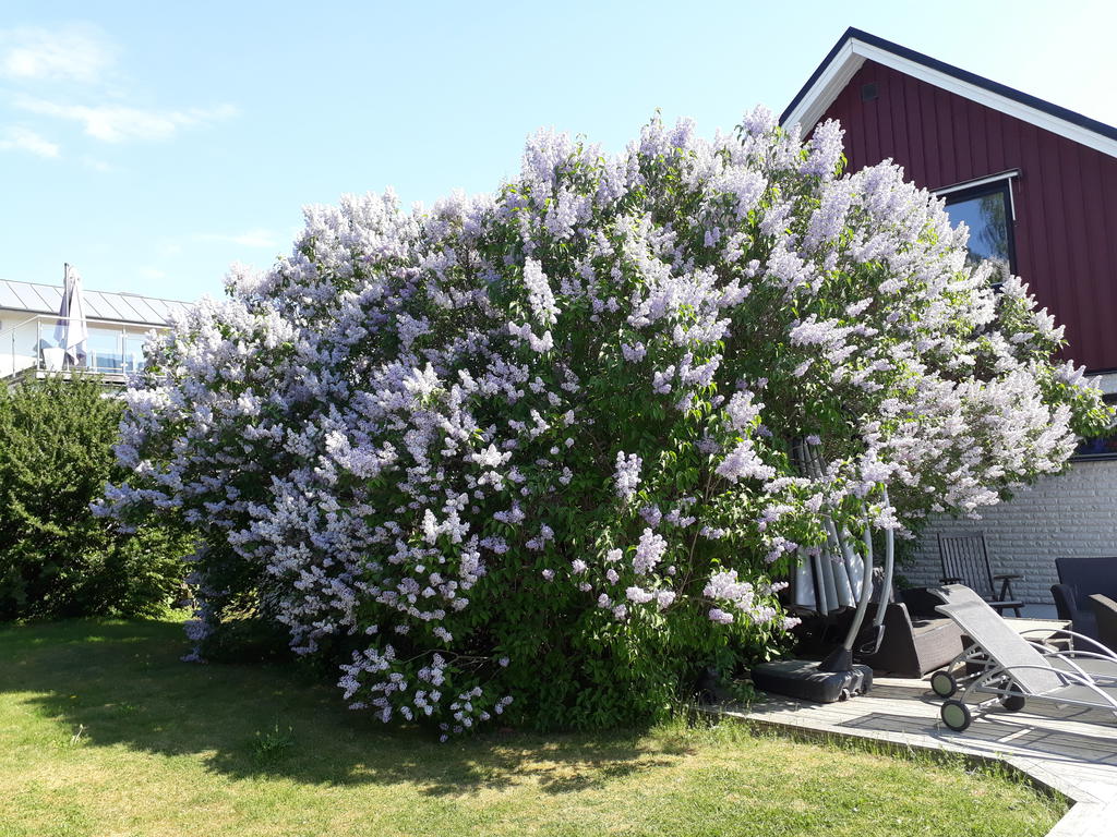 Säljarens sommarbild