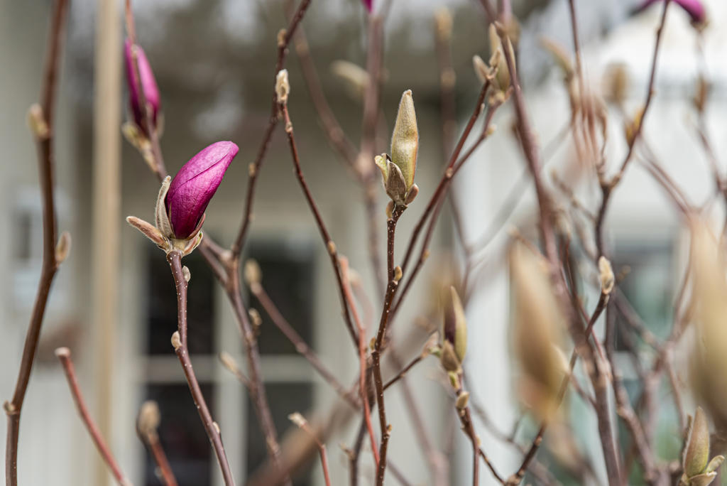 Magnolian börjar blomma 