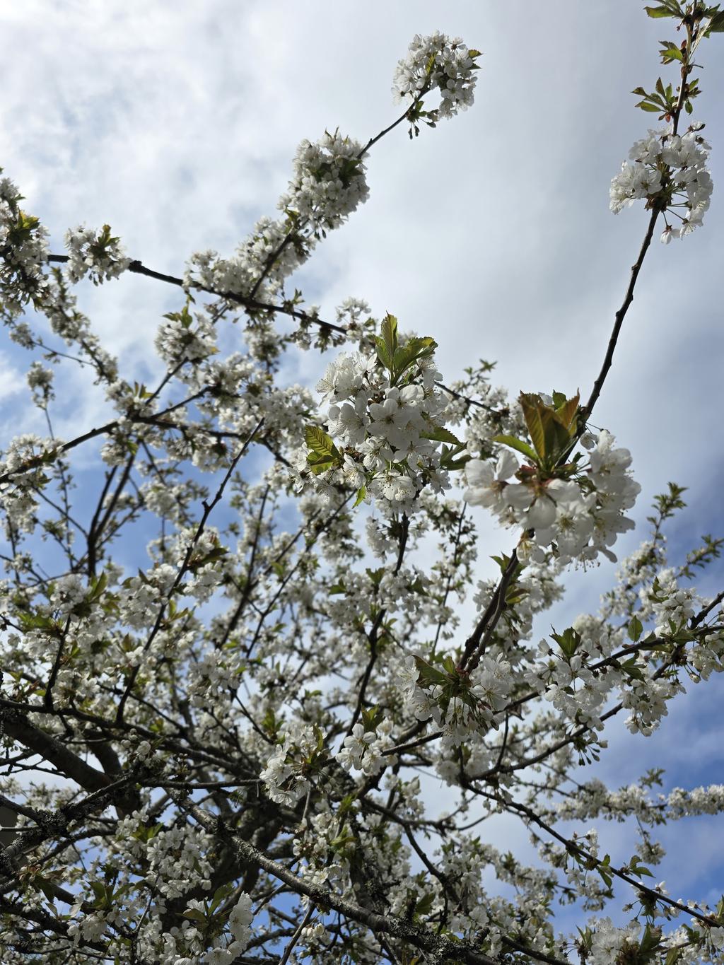 Sommar i trädgården (säljarens bild)