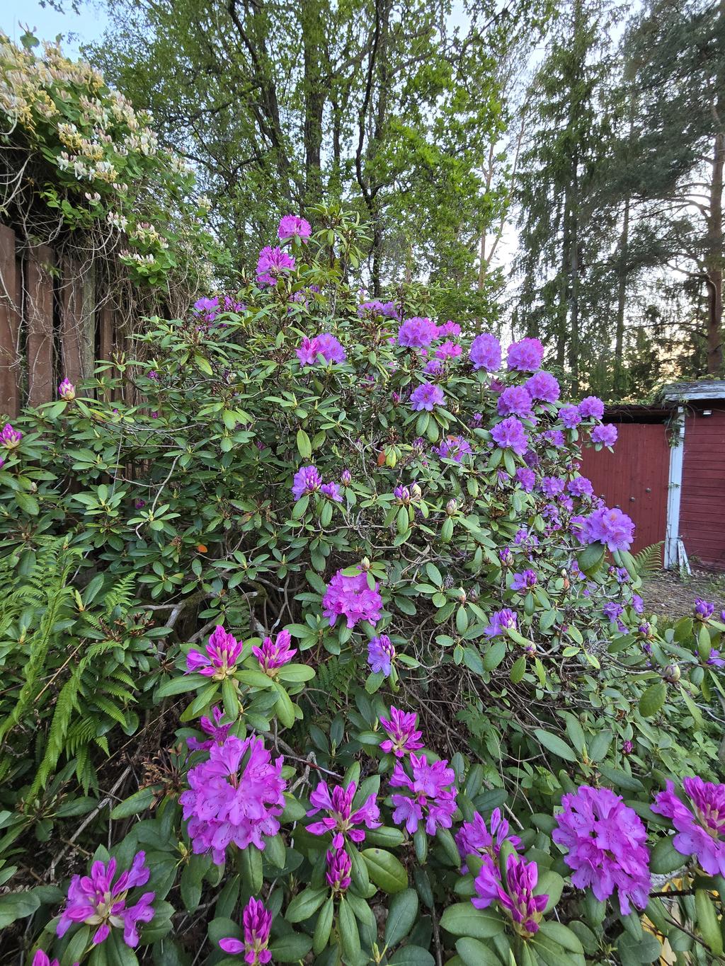Sommar i trädgården (säljarens bild)