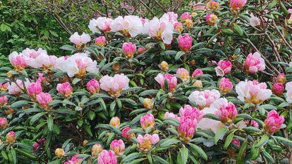 Säljarens egna sommarbild