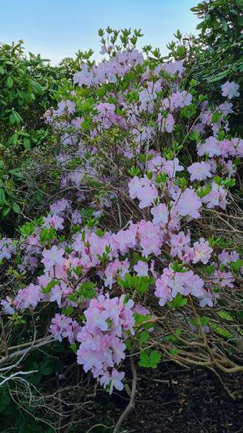 Säljarens egna sommarbild