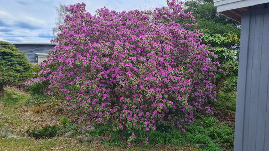 Säljarens egna sommarbild
