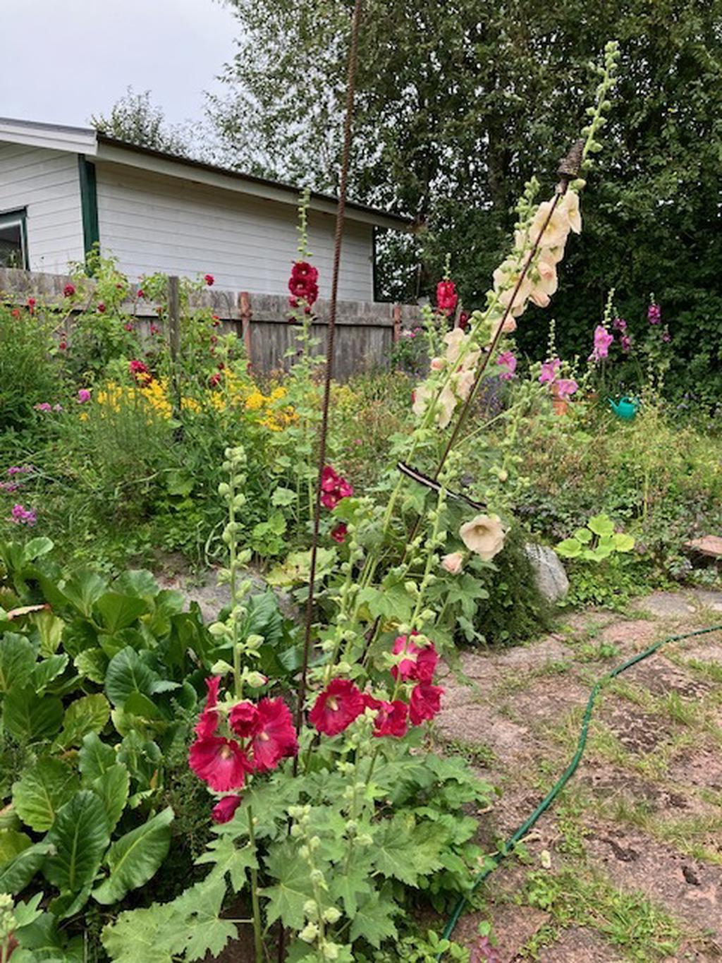 Grönskande trädgård 