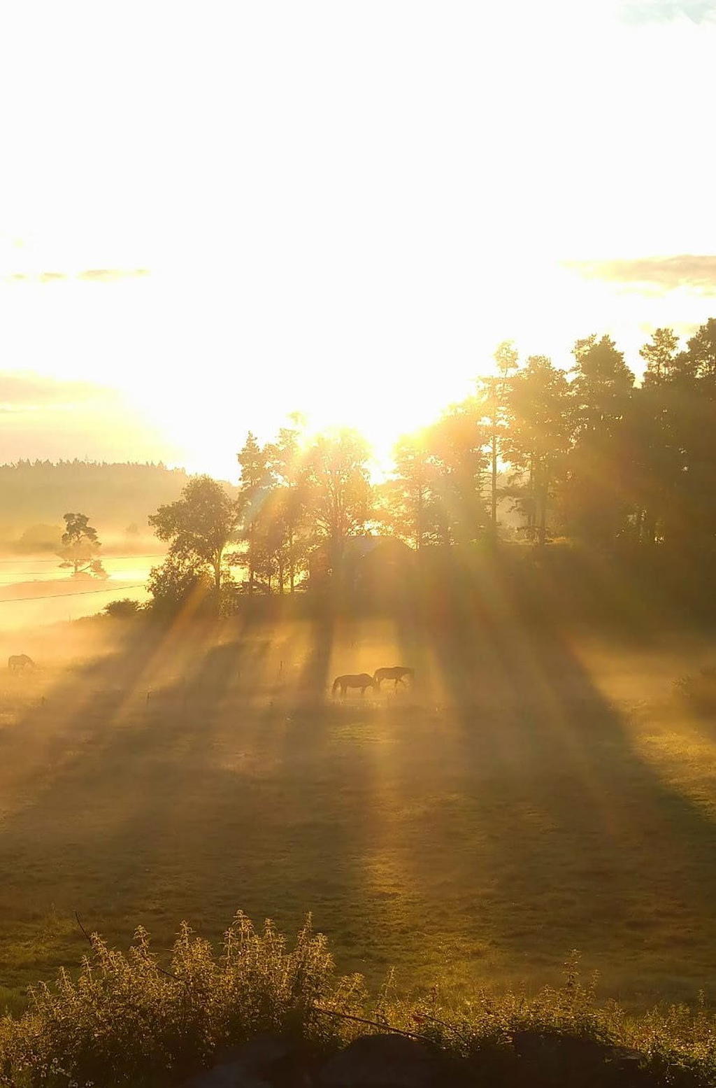 Säljarens vackra bilder från ängarna där hästarna strövar 