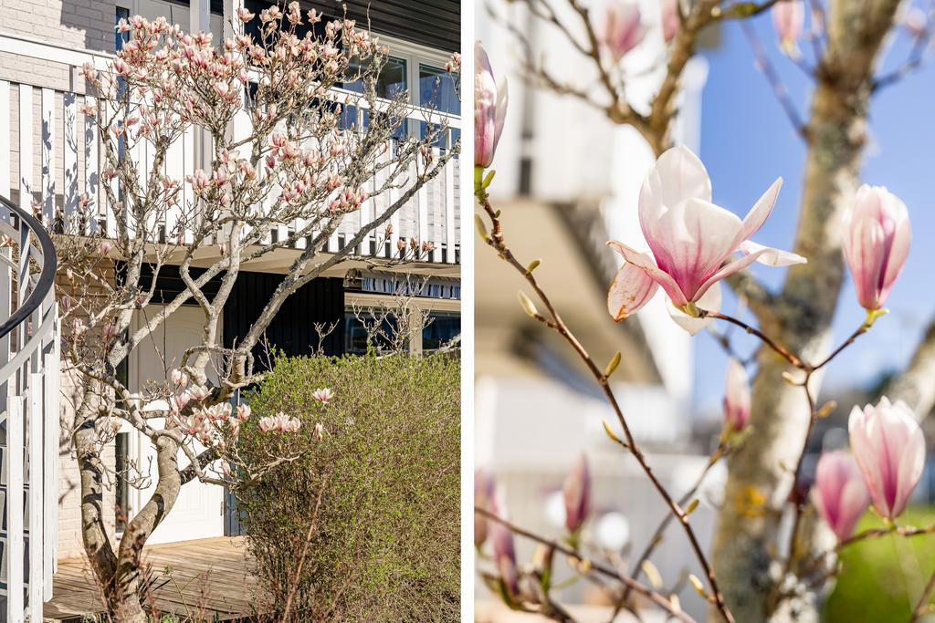 Magnolia som blommar vackert på våren