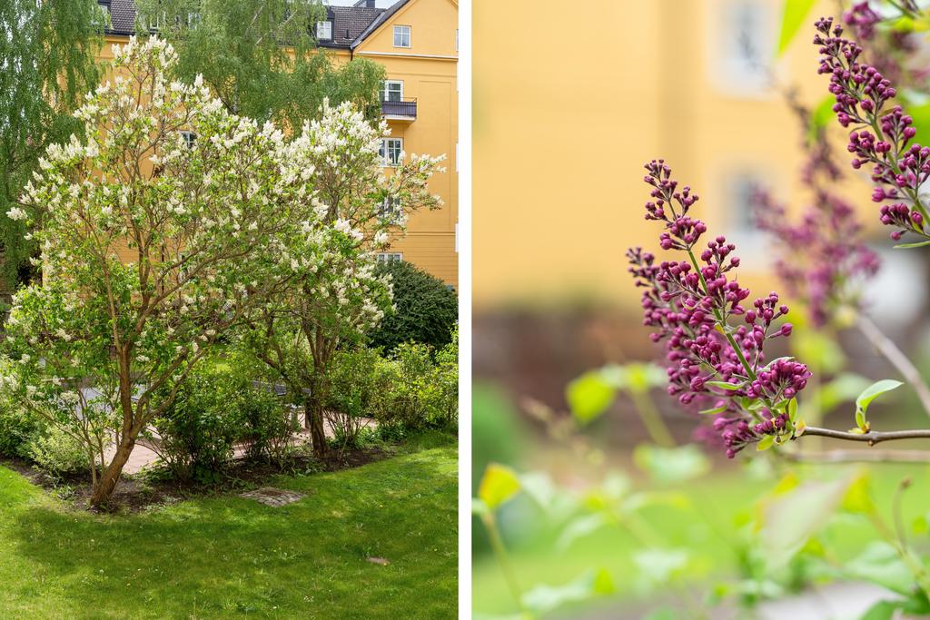 Innergård med fin berså