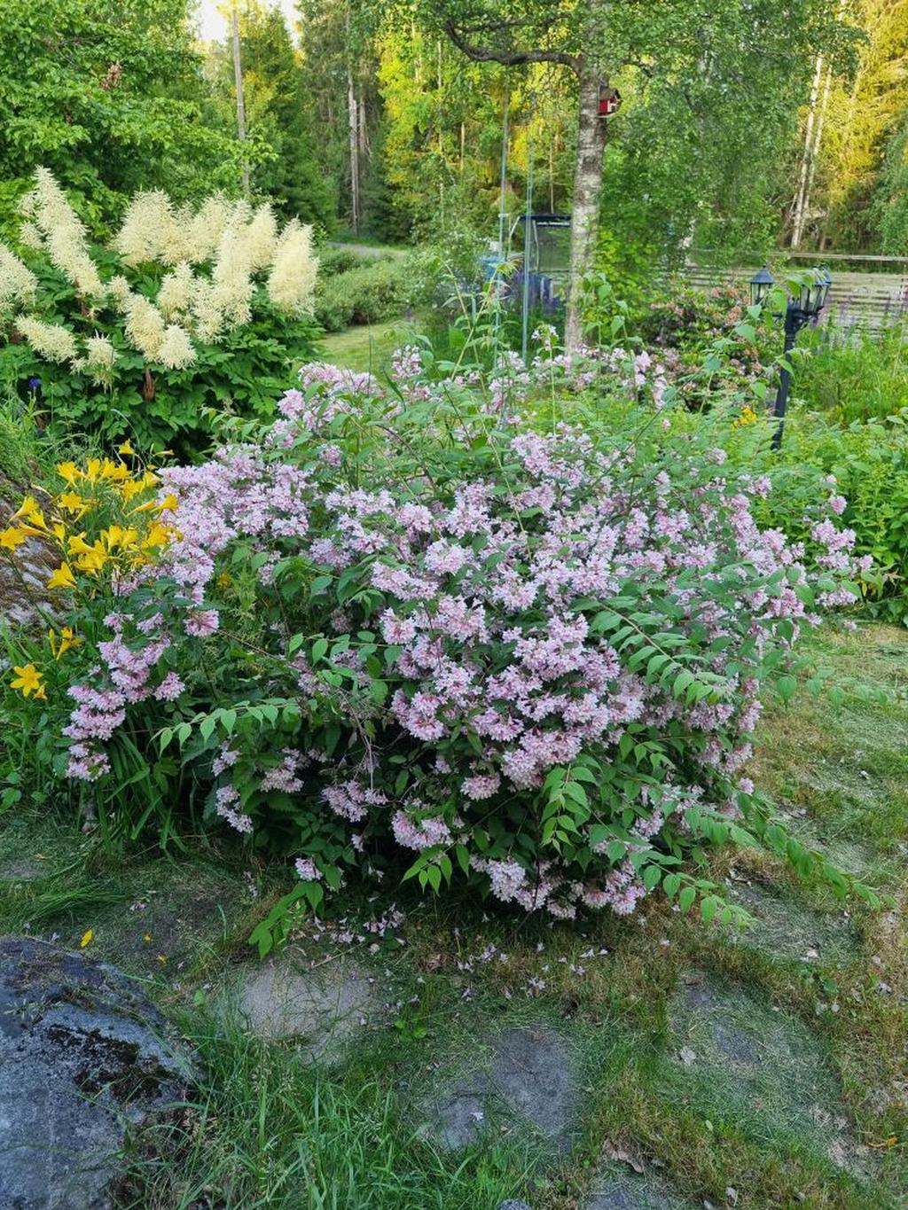 Grönskande trädgård