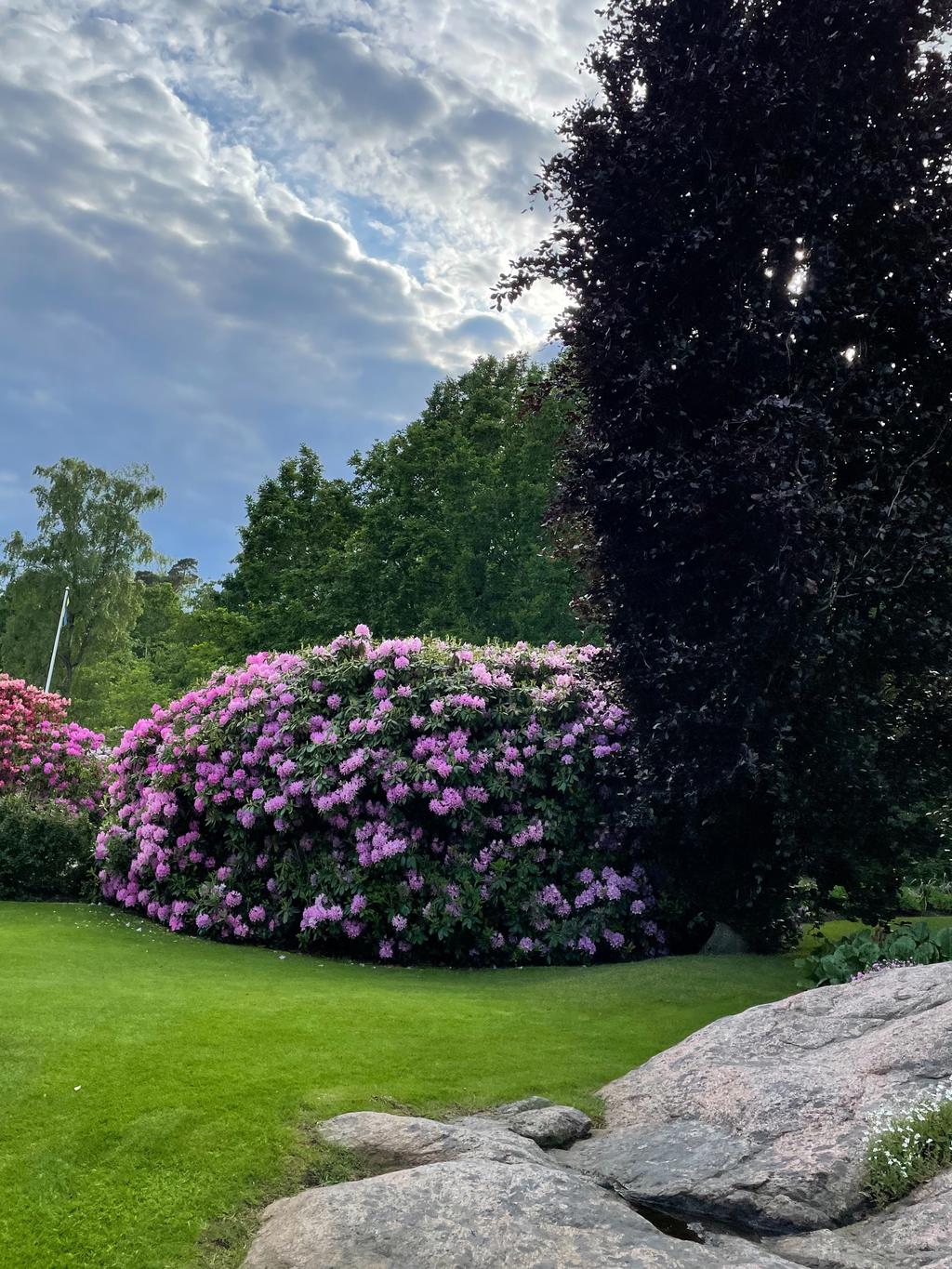 Säljarens trädgårdsbild