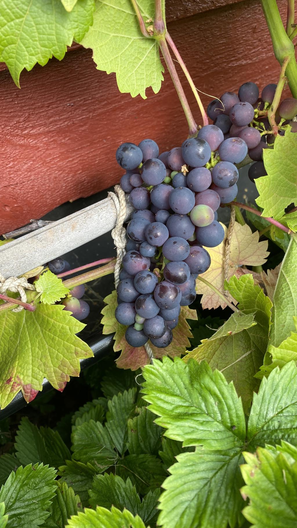 Säljarens egna bild.