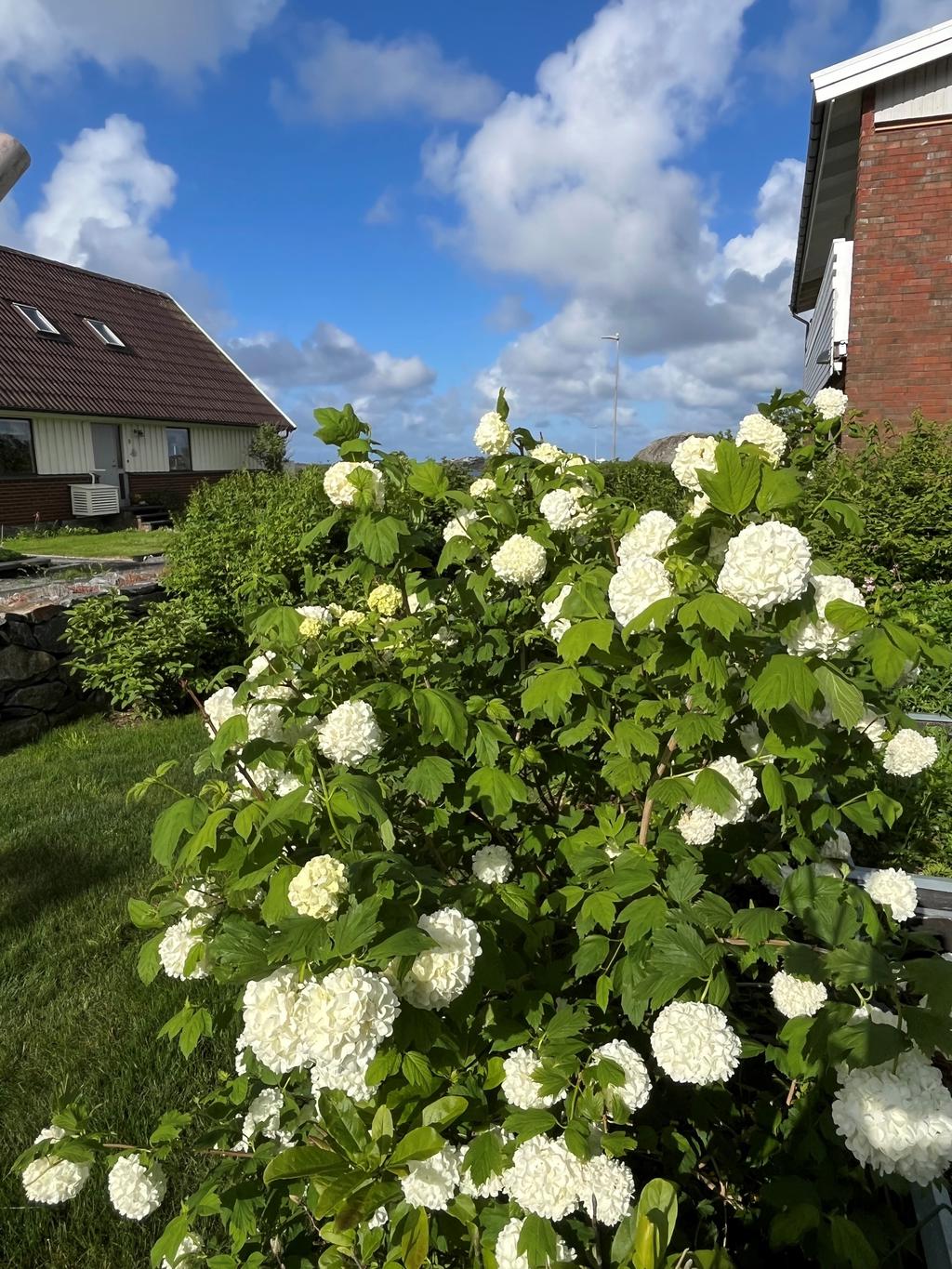 Säljarens bild