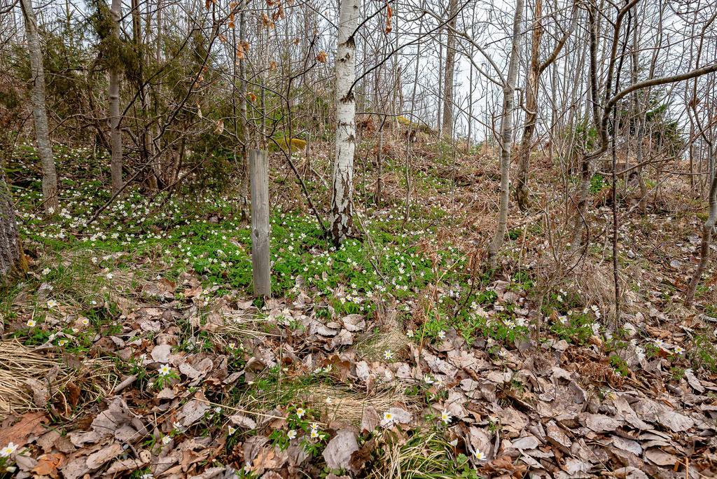 Vitsippor på tomten