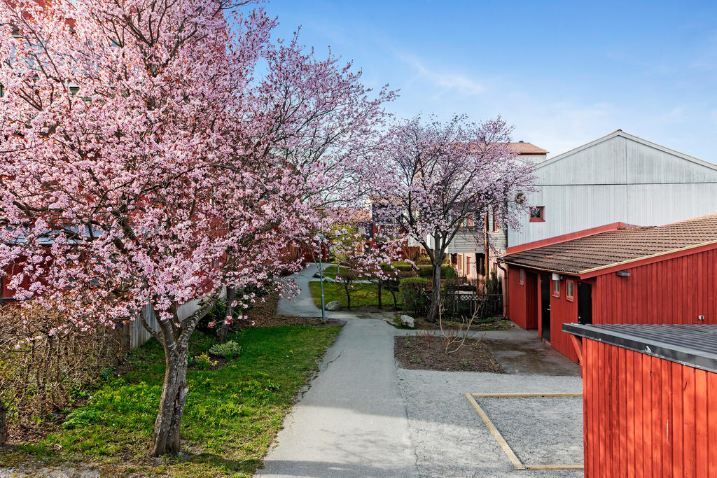 Körsbärsträd i blom, invid boulebanan