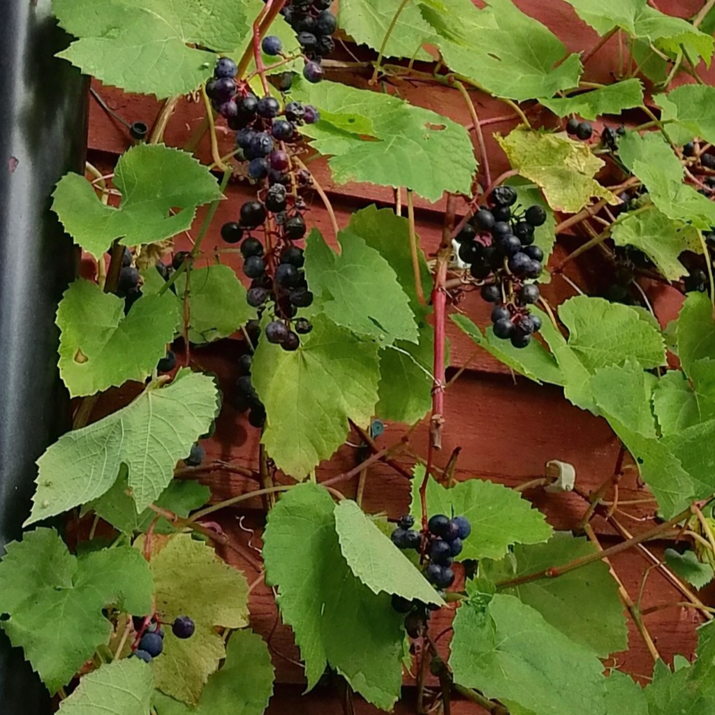 Säljarens privata sommarbilder