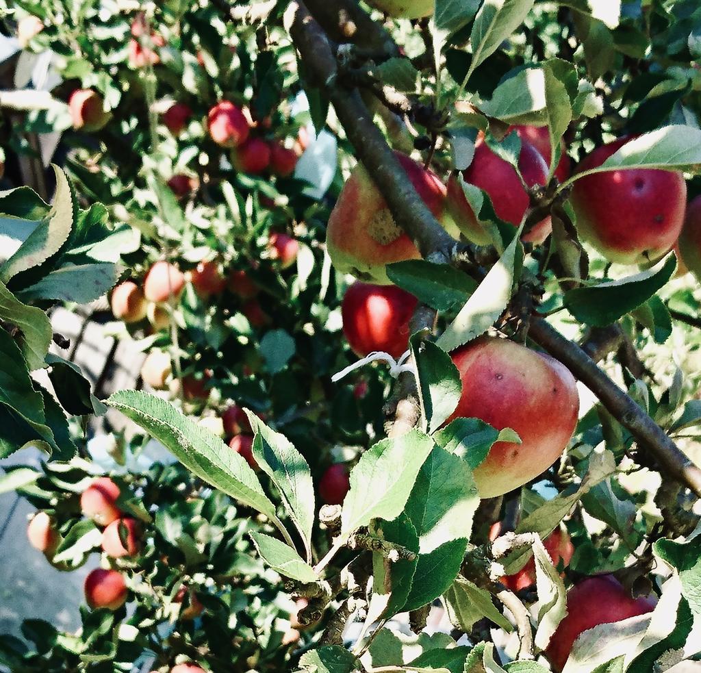 Säljarens privata sommarbilder