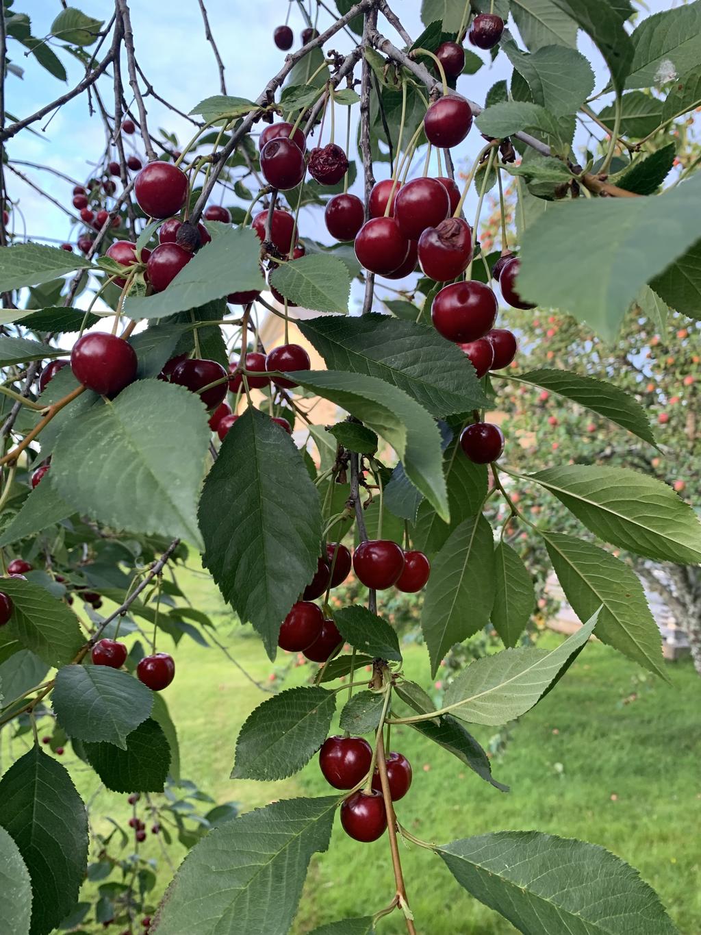 Säljarens egen sommarbild