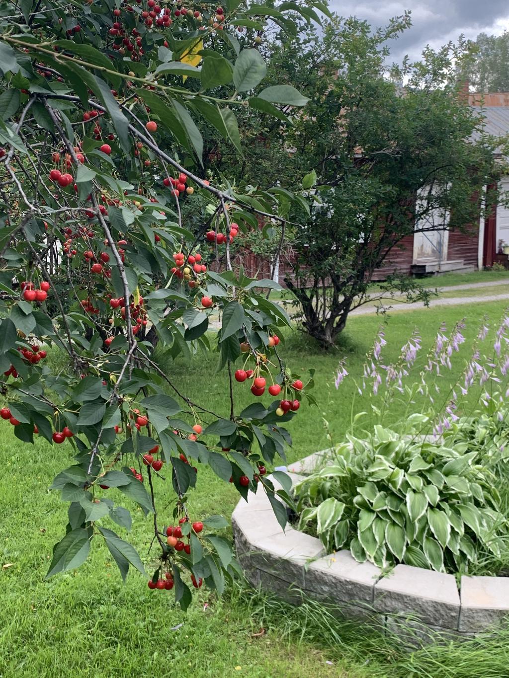 Säljarens egen sommarbild