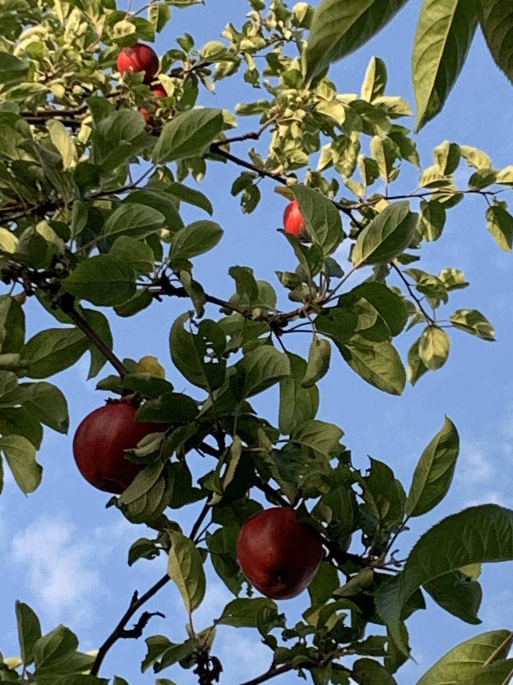 Säljarens egen sommarbild